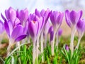 Beautiful spring blooming purple crocus flowers Royalty Free Stock Photo