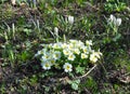 Beautiful spring bloosom of Primula flowers Primula vulgaris