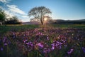 Beautiful spring blossom cherry tree on spring meadow in warm orange sunset light. Purple and lila flowers on the green meadow. Royalty Free Stock Photo