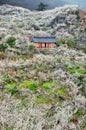 Spring blossom in Gwangyang during Maehwa flower festival. South Korea. Royalty Free Stock Photo