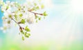 Beautiful Spring blossom in sunny day. Cherry tree with white flowers and sunlight in blue sky Royalty Free Stock Photo