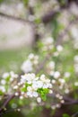 Beautiful spring blossoming plum tree