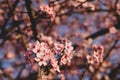 Beautiful spring blossoms. Plum trees with fresh pastel pink flowers in bloom, close up Royalty Free Stock Photo