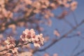 Plum trees with fresh pastel pink flowers in bloom, close up. Royalty Free Stock Photo