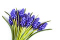 Beautiful spring blue Muscari flowers on a white background