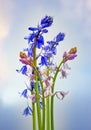 Beautiful spring blue and pink bluebells Royalty Free Stock Photo