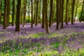 Beautiful  spring bluebells field in forest Royalty Free Stock Photo