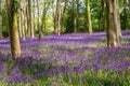 Beautiful  spring bluebells field in forest Royalty Free Stock Photo