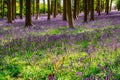 Beautiful  spring bluebells field in forest Royalty Free Stock Photo
