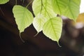 A beautiful spring Bodhi leaf with bokeh background.