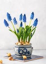 Beautiful spring bouquet of blue grape hyacinth flowers in an old vintage ceramic pot. Royalty Free Stock Photo