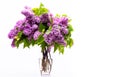 Beautiful spring bouquet of purple lilacs in a transparent glass vase isolated on white background Royalty Free Stock Photo