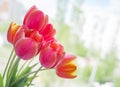 Yellow-pink tulip flowers Royalty Free Stock Photo