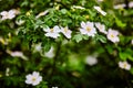 Beautiful spring briar twig dog rose or rosehip