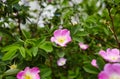 Beautiful spring briar twig dog rose or rosehip, it can be used as a background