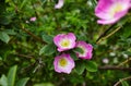 Beautiful spring briar twig dog rose or rosehip, it can be used as a background Royalty Free Stock Photo