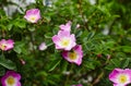 Beautiful spring briar twig dog rose or rosehip, it can be used as a background