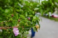 Beautiful spring briar twig dog rose or rosehip, it can be used as a background