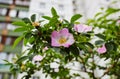 Beautiful spring briar twig dog rose or rosehip, it can be used as a background