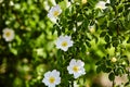 Beautiful spring briar twig dog rose or rosehip