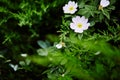 Beautiful spring briar twig dog rose or rosehip Royalty Free Stock Photo