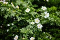 Beautiful spring briar twig dog rose or rosehip