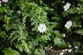 Beautiful spring briar twig dog rose or rosehip