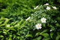 Beautiful spring briar twig dog rose or rosehip