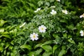 Beautiful spring briar twig dog rose or rosehip, it can be used as a background