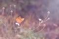 Beautiful spring butterfly on a blade of grass close-up in purple light