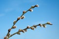 Beautiful spring catkins on blue sky background. Royalty Free Stock Photo