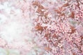 Beautiful spring cherry bloosom in the springtime. Pink pastel background Royalty Free Stock Photo