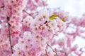 Beautiful spring cherry blossom tree. Shallow depth of field Royalty Free Stock Photo
