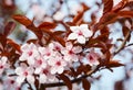 Beautiful Spring Cherry blossoms background Royalty Free Stock Photo
