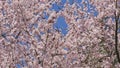 Beautiful spring cherry blossoms on the background of the blue sky are swaying in the wind, bees are flying around slow