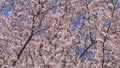 Beautiful spring cherry blossoms on the background of the blue sky are swaying in the wind, bees are flying around slow