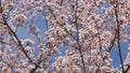 Beautiful spring cherry blossoms on the background of the blue sky are swaying in the wind, bees are flying around slow