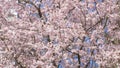 Beautiful spring cherry blossoms on the background of the blue sky are swaying in the wind, bees are flying around slow