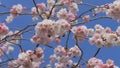 Beautiful spring cherry blossoms on the background of the blue sky are swaying in the wind, bees are flying around slow