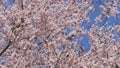 Beautiful spring cherry blossoms on the background of the blue sky are swaying in the wind, bees are flying around slow