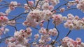 Beautiful spring cherry blossoms on the background of the blue sky are swaying in the wind, bees are flying around slow