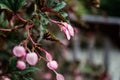 Beautiful Spring Cherry blossoms over blue sky. pink flowers. Blossoming cherry trees at Shillong Golf Course, Royalty Free Stock Photo