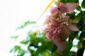 Beautiful Spring Cherry blossoms over blue sky. pink flowers. Blossoming cherry trees at Shillong Golf Course, Royalty Free Stock Photo