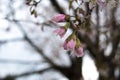 Beautiful Spring Cherry blossoms over blue sky. pink flowers. Blossoming cherry trees at Shillong Golf Course, Royalty Free Stock Photo