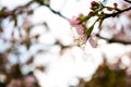 Beautiful Spring Cherry blossoms over blue sky. pink flowers. Blossoming cherry trees at Shillong Golf Course, Royalty Free Stock Photo