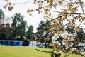 Beautiful Spring Cherry blossoms over blue sky. pink flowers. Blossoming cherry trees at Shillong Golf Course, Royalty Free Stock Photo