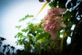 Beautiful Spring Cherry blossoms over blue sky. pink flowers. Blossoming cherry trees at Shillong Golf Course, Royalty Free Stock Photo