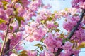 Beautiful spring cherry sakura blossom with fading in to pastel pink background