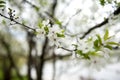 Beautiful spring cherry tree,branch blossoms Royalty Free Stock Photo