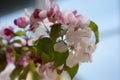 Beautiful pink spring cherry tree flowers blossom, close up. Opening flower Royalty Free Stock Photo